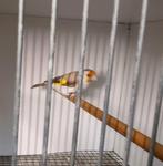 Majoor Putter Pop, Dieren en Toebehoren, Vogels | Overige Vogels, Vrouwelijk, Wildzangvogel, Geringd