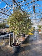 Meerstammige Photinia fraseri 'Red Robin' - Glansmispel, Tuin en Terras, Planten | Bomen, 250 tot 400 cm, Zomer, Volle zon, In pot