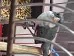 Paapje, twatwa,picolet, rowtie, Dieren en Toebehoren, Mannelijk, Tropenvogel, Tam