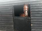 E pony ruin, Dieren en Toebehoren