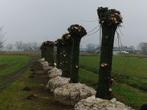 Volwassen knotwilgen 35 jaar, Tuin en Terras, Planten | Bomen, Ophalen, Bolboom, 250 tot 400 cm