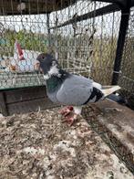 Te koop, Dieren en Toebehoren, Mannelijk, Postduif