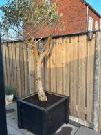 Olijfbomen met Douglas bak - Zelf ophalen, Bloeit niet, Ophalen of Verzenden, 100 tot 250 cm, Olijfboom