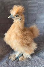 Zijdehoenders, Dieren en Toebehoren, Pluimvee, Geslacht onbekend, Kip