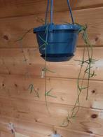 String of needles, Ceropegia linearis, Huis en Inrichting, Kamerplanten, Ophalen, Overige soorten, Minder dan 100 cm