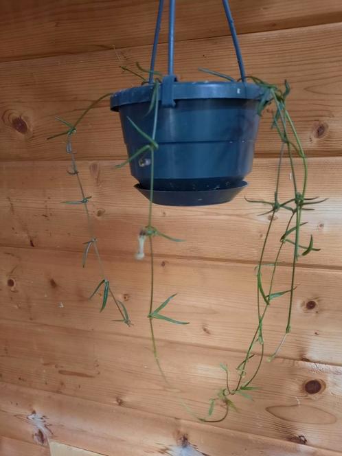 String of needles, Ceropegia linearis, Huis en Inrichting, Kamerplanten, Overige soorten, Minder dan 100 cm, Ophalen