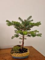 bonsai in handgemaakte pot koriaanse den, Tuin en Terras, Planten | Bomen, In pot, Halfschaduw, Minder dan 100 cm, Overige soorten