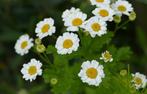 Bio zaden Moederkruid -Tanacetum parthenium, Verzenden, Voorjaar, Volle zon, Zaad