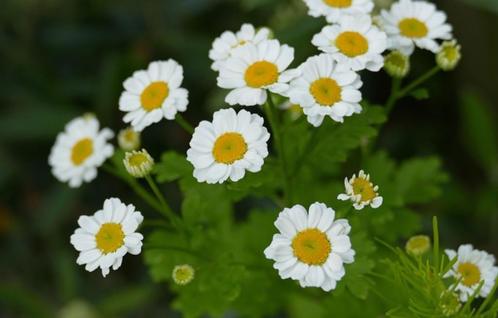 Bio zaden Moederkruid -Tanacetum parthenium, Tuin en Terras, Bloembollen en Zaden, Zaad, Voorjaar, Volle zon, Verzenden