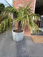 2 Palmbomen inclusief potten, Tuin en Terras, Planten | Bomen, 100 tot 250 cm, Zomer, Palmboom, Ophalen