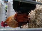 Hollandse kriel patrijs kleur, Dieren en Toebehoren, Meerdere dieren, Kip