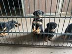 Rottweiler pups, Dieren en Toebehoren, Overige rassen, 8 tot 15 weken, Meerdere, Meerdere dieren