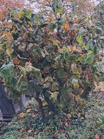 Krulhazelaar zoekt nieuwe tuin! Gratis! GERESERVEERD!, Tuin en Terras, Planten | Bomen, Ophalen