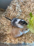 Mannetjes gerbils, Dieren en Toebehoren, Mannelijk, December, Overige typen, Tam