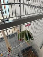 Groot alexander parkiet, Dieren en Toebehoren, Vrouwelijk, Parkiet, Geringd
