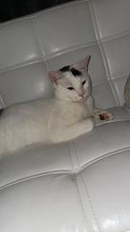 Lieve aanhankelijke kater, Dieren en Toebehoren, 0 tot 2 jaar