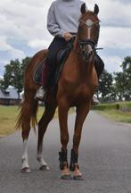 Superleuke en correcte jonge ruin met een gouden karakter, Dieren en Toebehoren, Paarden, Minder dan 160 cm, Gechipt, Ruin, Niet van toepassing