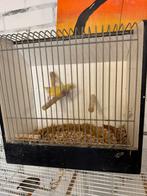Gouldamedine, Dieren en Toebehoren, Vogels | Overige Vogels, Meerdere dieren