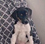 Prachtige Boerenfox pups, 8 tot 15 weken, Meerdere, Nederland, Particulier