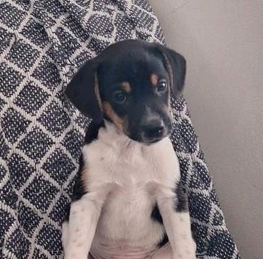 Prachtige Boerenfox pups, Dieren en Toebehoren, Honden | Jack Russells en Terriërs, Particulier, Meerdere, Nederland, 8 tot 15 weken