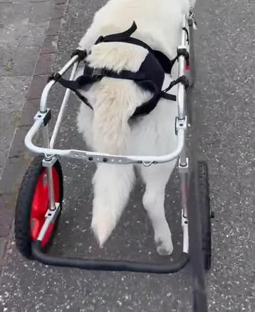 Honden rolstoel in doos beschikbaar voor biedingen