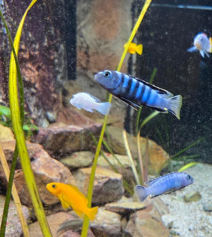 Pseudotropheus saulosi mannen, Dieren en Toebehoren, Vissen | Aquariumvissen, Zoetwatervis, Vis