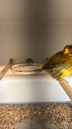 Kanarie (fife fancy) 2025, Mannelijk, Kleurkanarie