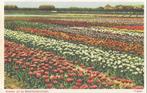 AK Bollenvelden - Panorama Bloembollenvelden, Verzenden, 1920 tot 1940, Ongelopen, Natuur