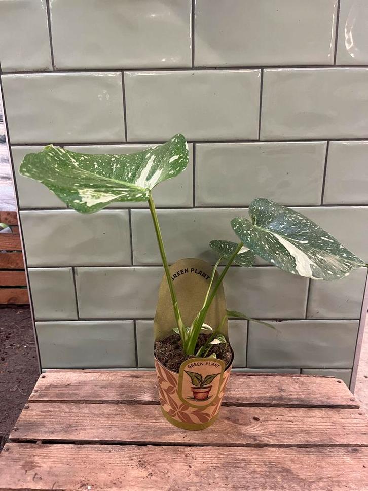 Monstera Thai Constellation - Zeldzaam!, Huis en Inrichting, Kamerplanten, Overige soorten, Minder dan 100 cm, Groene kamerplant