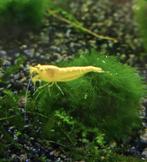 Neocaridina yellow neon back stripe geel garnalen citroen, Dieren en Toebehoren, Vissen | Aquariumvissen