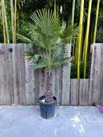 Trachycarpus fortunei winterharde palmboom, Tuin en Terras, Planten | Tuinplanten, Ophalen, Bloeit niet, Overige soorten, Volle zon