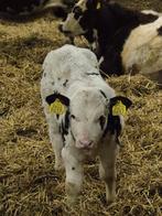 Vaarskalf, Dieren en Toebehoren, Runderen, Vrouwelijk