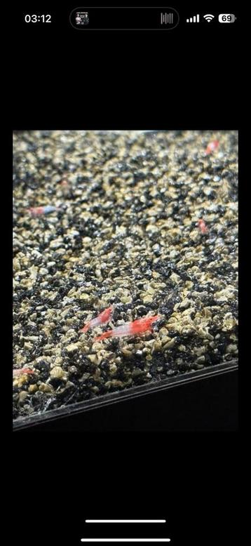 Mooie red rili garnalen beschikbaar voor biedingen