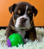 Engels bulldog pups, Dieren en Toebehoren, Honden | Bulldogs, Pinschers en Molossers, België, 8 tot 15 weken, Bulldog, Eén hond