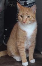 Kater en poes ( gecastreerd) kruising boskat maincoon, Dieren en Toebehoren, Katten en Kittens | Overige Katten, Meerdere dieren