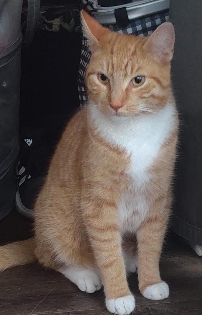 Kater en poes ( gecastreerd) kruising boskat maincoon, Dieren en Toebehoren, Katten en Kittens | Overige Katten, Meerdere dieren