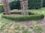 Buxus planten, Ophalen, Buxus, Haag, Minder dan 100 cm