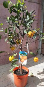 Citrus sinasappel met vruchten, Ophalen
