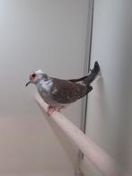 1-0 Diamantduif bont, Mannelijk, Tropenvogel, Geringd