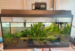 Aquarium compleet, Dieren en Toebehoren, Vissen | Aquaria en Toebehoren, Ophalen, Gevuld zoetwateraquarium