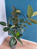 Ficus Elastica, Huis en Inrichting, Kamerplanten, Ophalen of Verzenden, Ficus, Halfschaduw