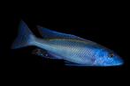 Malawi Cichliden: Champsochromis caeruleus, Vis, Zoetwatervis
