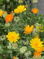 Zaden goudsbloem laag, mix oranje/geel, Tuin en Terras, Bloembollen en Zaden, Ophalen of Verzenden, Voorjaar, Volle zon, Zaad
