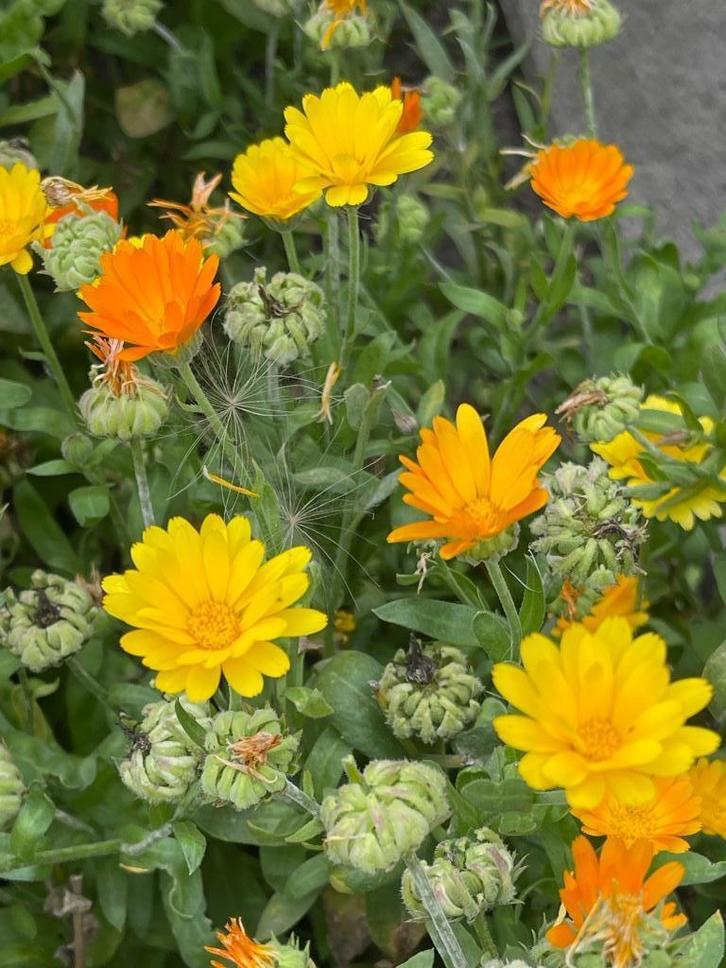 Zaden goudsbloem laag, mix oranje/geel, Tuin en Terras, Bloembollen en Zaden, Zaad, Voorjaar, Volle zon, Ophalen of Verzenden