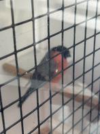 Noordse goudvink man met of zonder kooi, Dieren en Toebehoren, Vogels | Overige Vogels, Mannelijk, Wildzangvogel