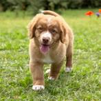 Lieve Novia Scotia Duck Tolling Retriever pup, België, Particulier, CDV (hondenziekte), 8 tot 15 weken