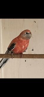 Bourke parkiet, Dieren en Toebehoren, Vogels | Parkieten en Papegaaien, Geslacht onbekend, Parkiet