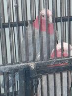 Roze kaketoes, Meerdere dieren, Parkiet