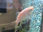 Goudvis 10 cm, Dieren en Toebehoren, Vis, Zoetwatervis, Schoolvis