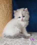 Super lieve Ragdoll kitten!, Poes, Gechipt, 0 tot 2 jaar